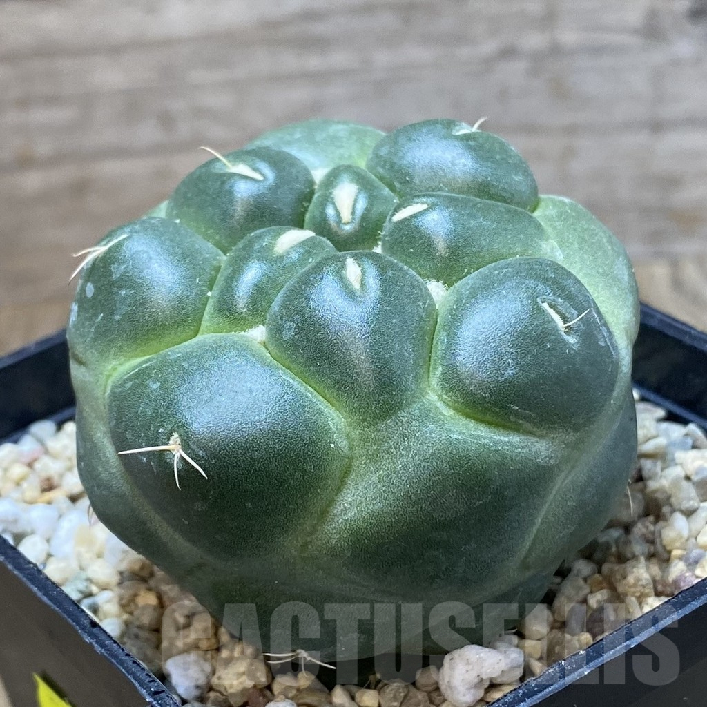 SH2561 Coryphantha elephantidens ‘inermis’ - Image 2