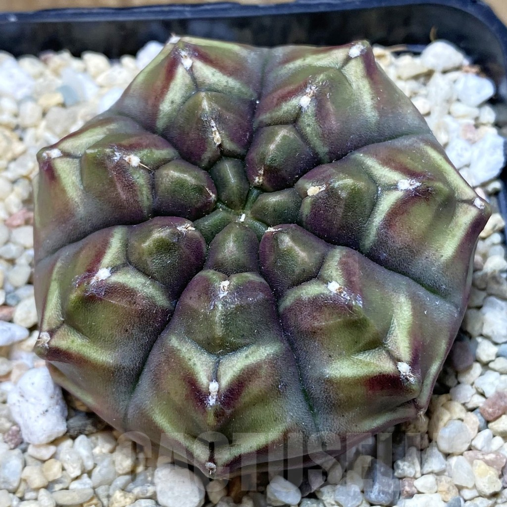 SH2562 Gymnocalycium mihanovichii 'Day Dream', seedling