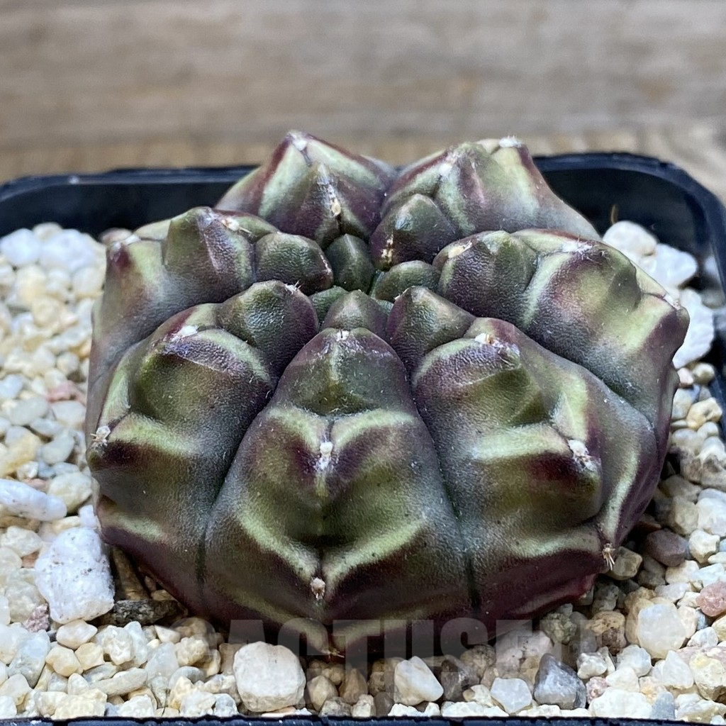 SH2562 Gymnocalycium mihanovichii 'Day Dream', seedling - Image 2