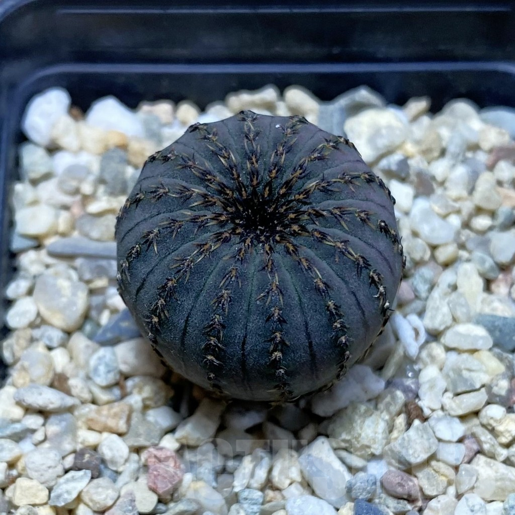 SH2571 Frailea asterioides
