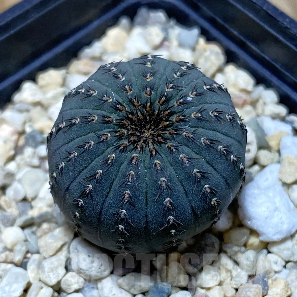 SH2572 Frailea asterioides