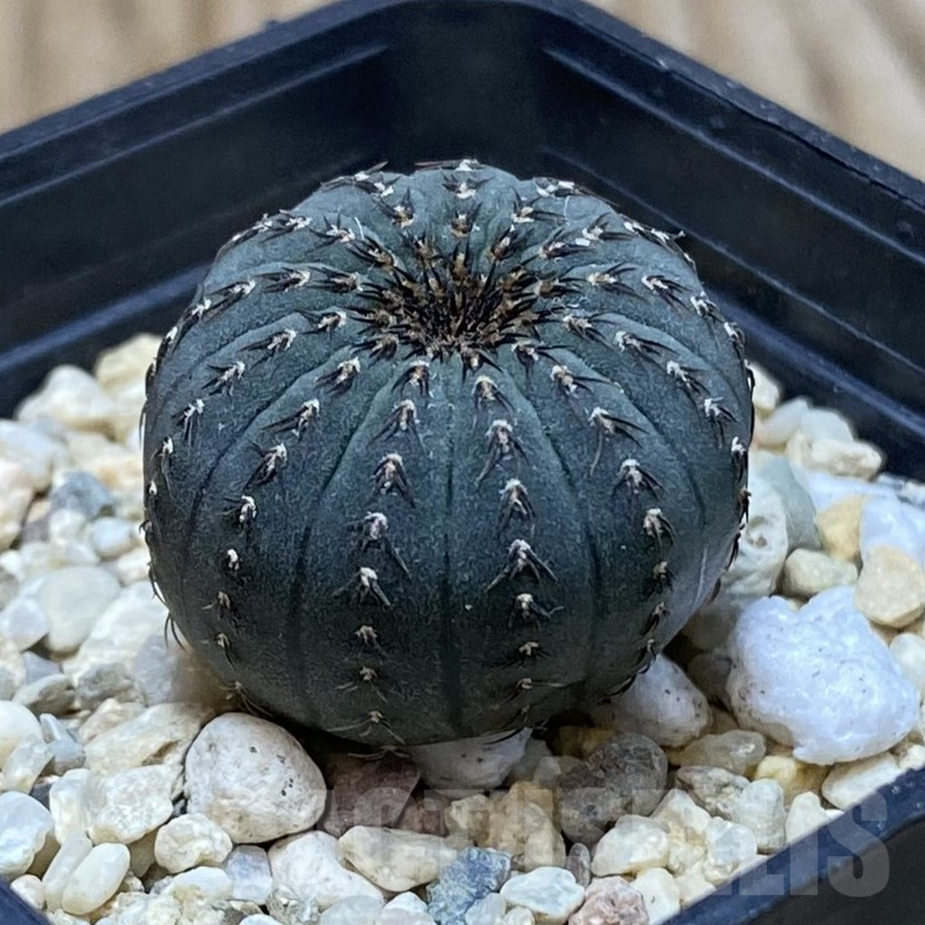 SH2572 Frailea asterioides - Image 2