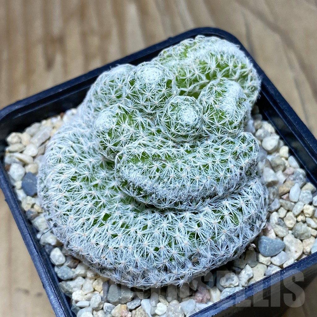 SH2573 Mammillaria humboldtii f. cristata
