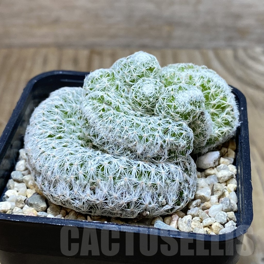 SH2573 Mammillaria humboldtii f. cristata - Image 2
