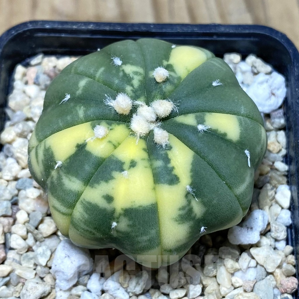 SH2644 Astrophytum asterias ‘Star Shape’ f. variegata