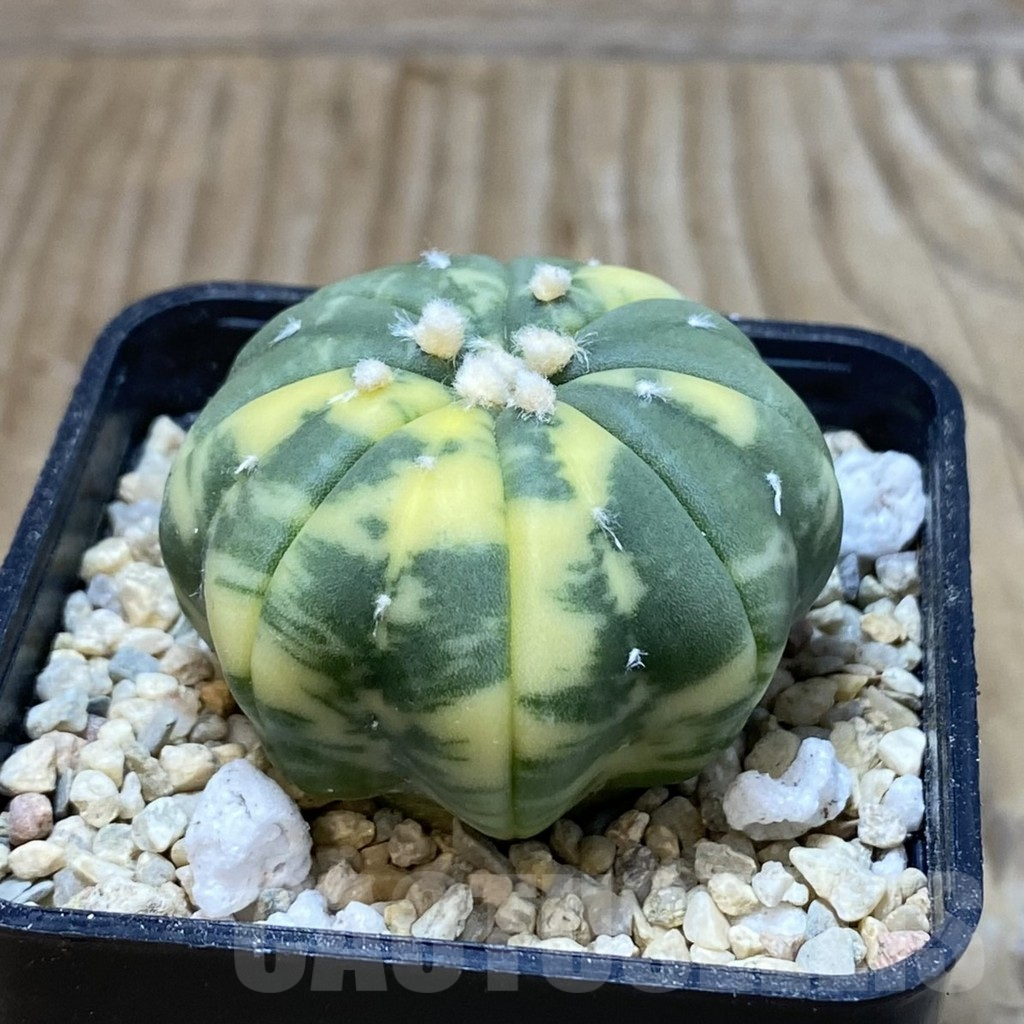 SH2644 Astrophytum asterias ‘Star Shape’ f. variegata - Image 2