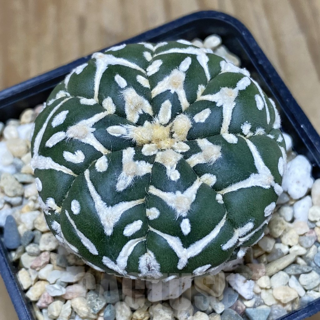 SH2649 Astrophytum asterias ‘Super Kabuto’ V-type f. nudum