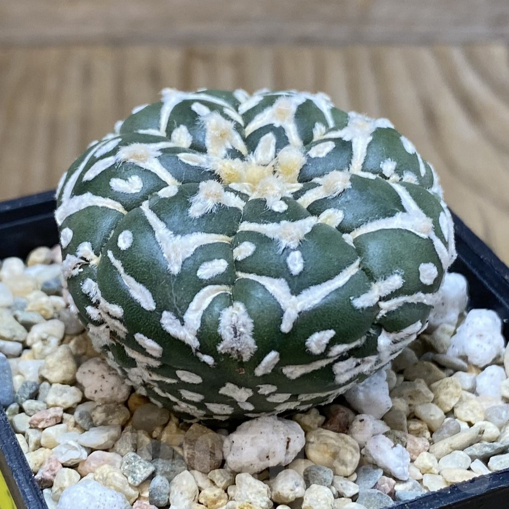 SH2649 Astrophytum asterias ‘Super Kabuto’ V-type f. nudum - Image 2