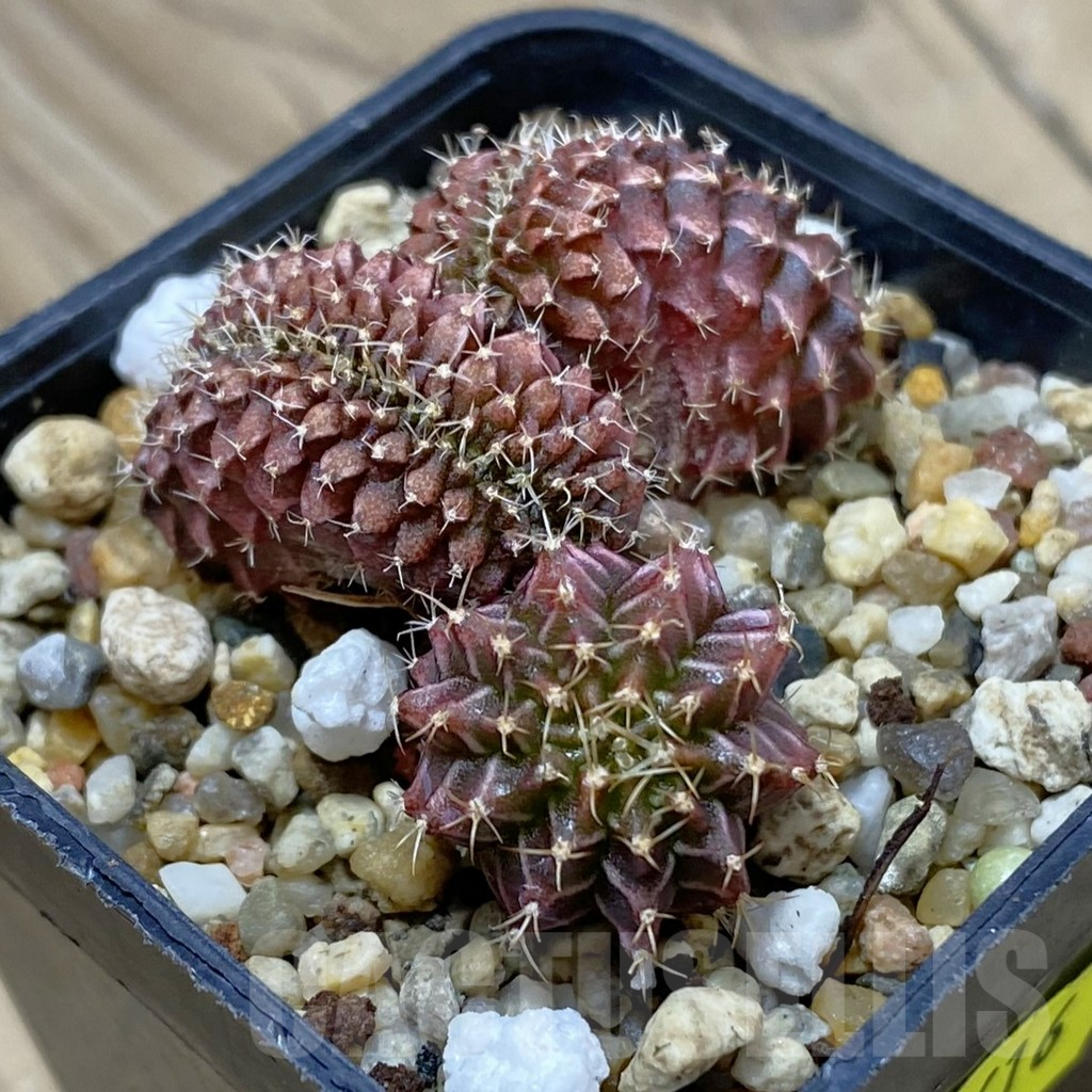 SH2616 Gymnocalycium mihanovichii f. cristata - Image 2
