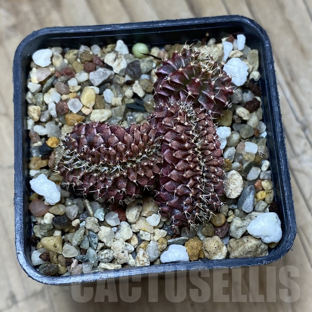 SH2616 Gymnocalycium mihanovichii f. cristata - Image 3