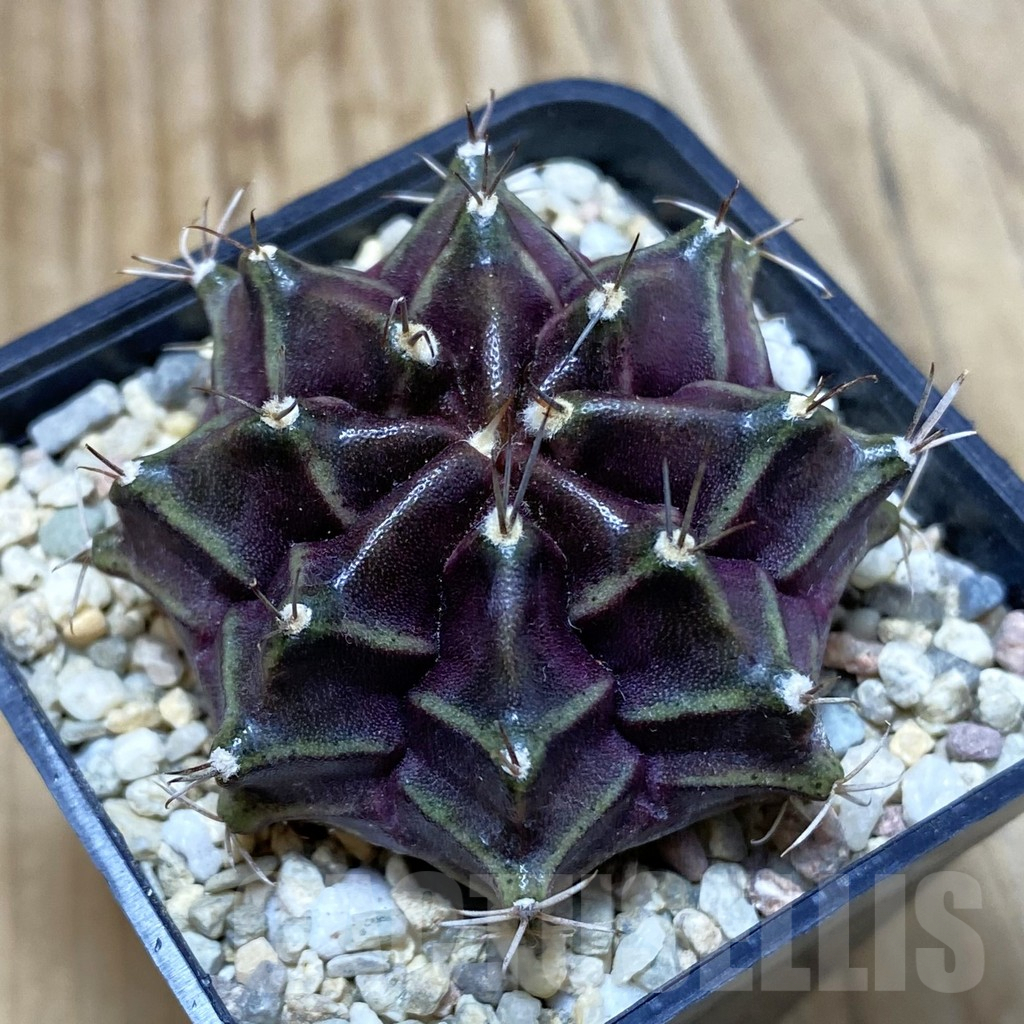 SH2655 Gymnocalycium mihanovichii ‘Black Widow’ x ‘Day Dream’, seedling