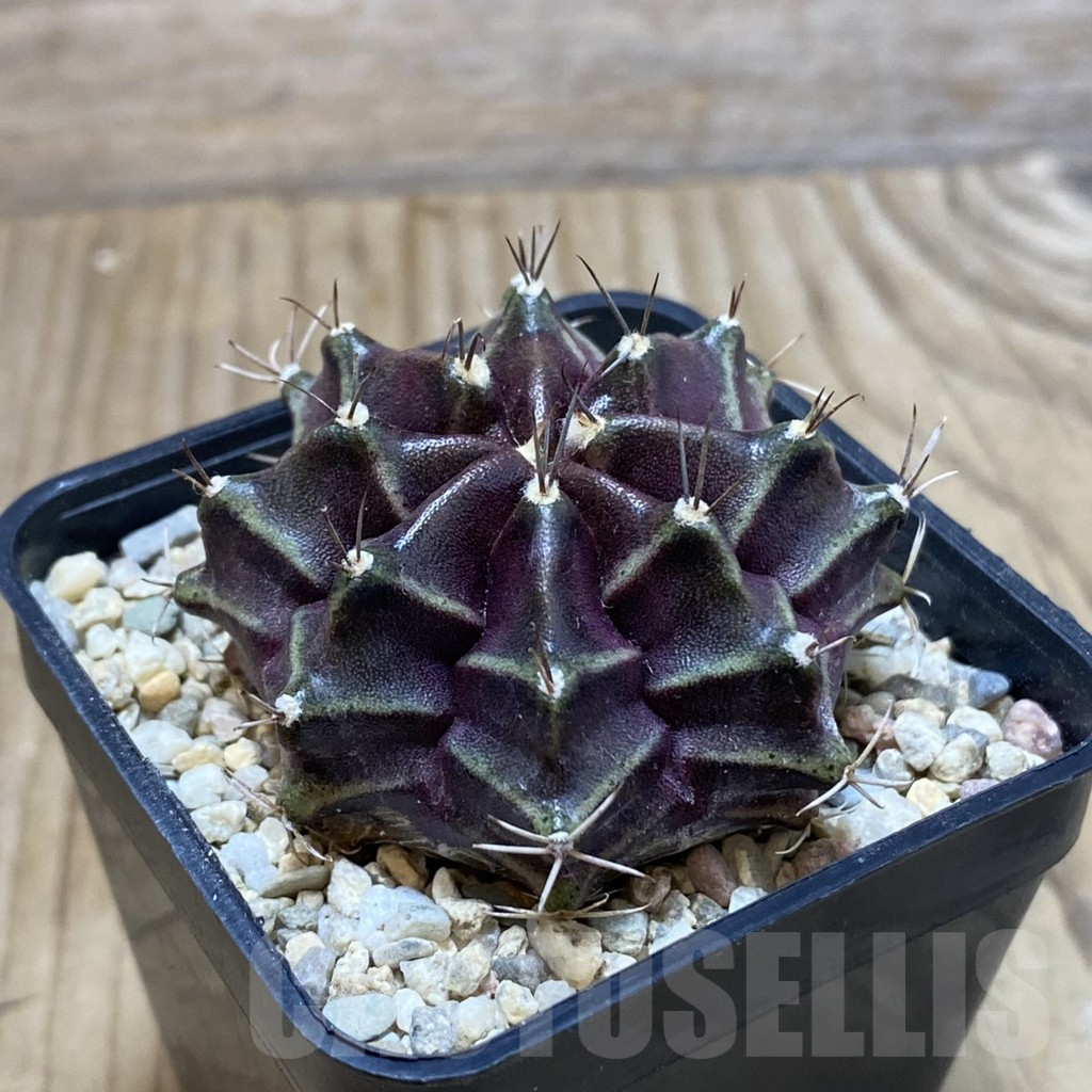 SH2655 Gymnocalycium mihanovichii ‘Black Widow’ x ‘Day Dream’, seedling - Image 2