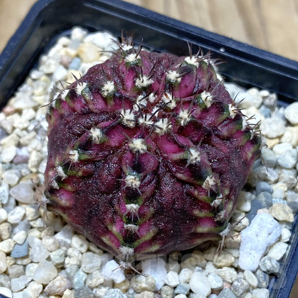 SH2662 Gymnocalycium mihanovichii ‘T-Lux’ hybrid, seedling