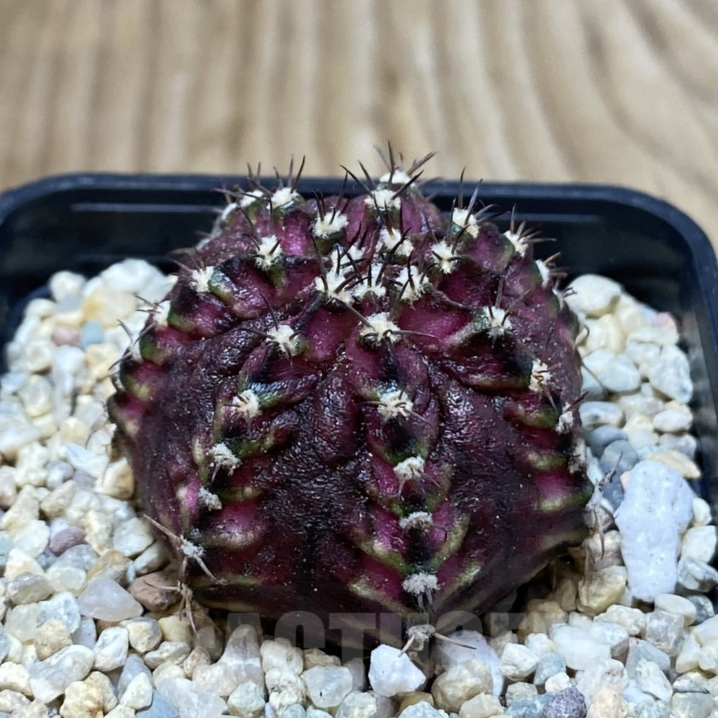 SH2662 Gymnocalycium mihanovichii ‘T-Lux’ hybrid, seedling - Image 2