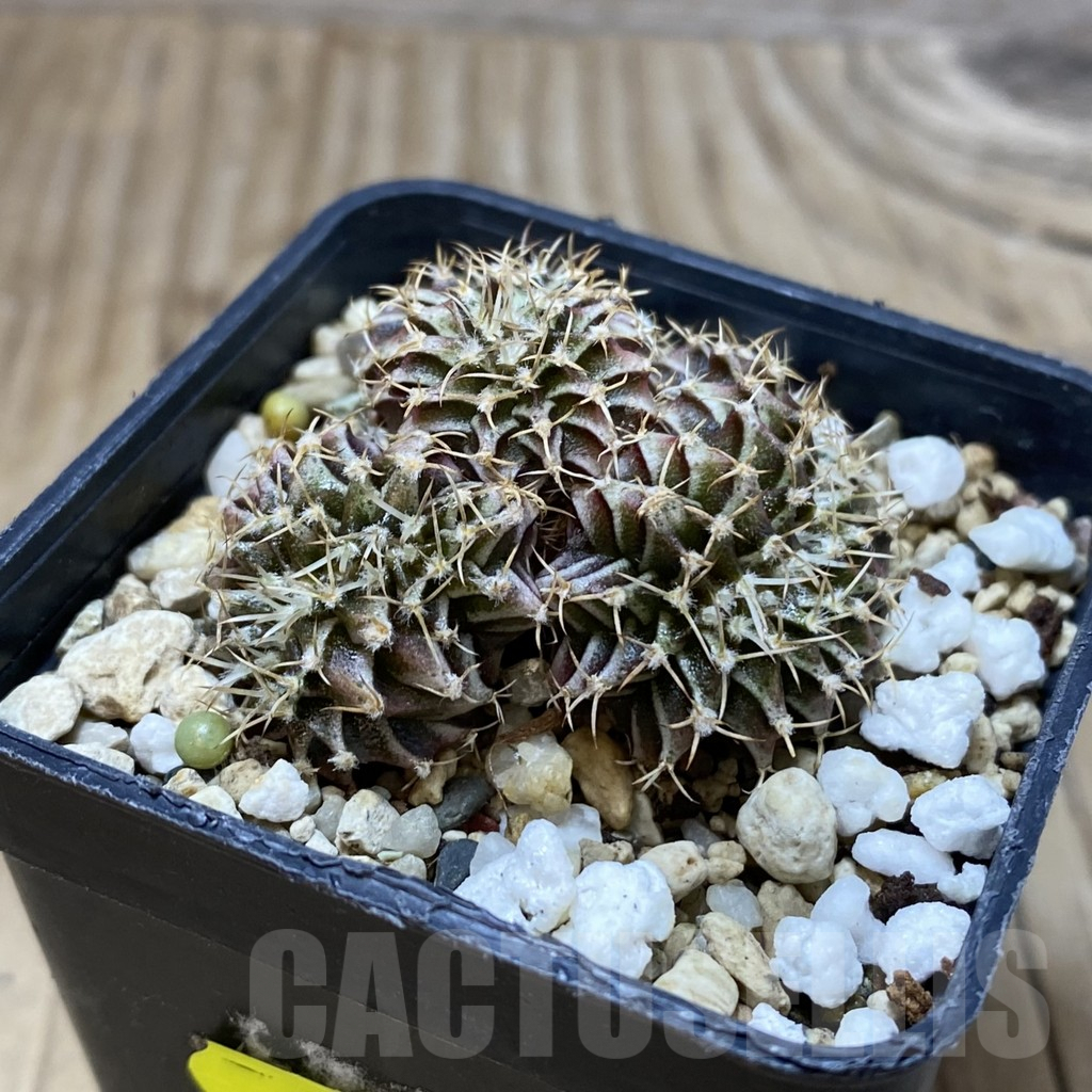 SH2617 Gymnocalycium friedrichii f. cristata - Image 2
