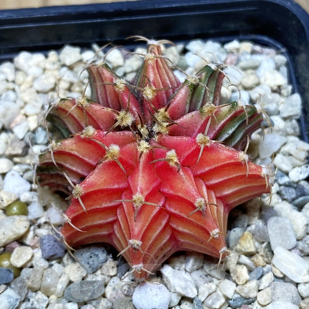 SH2670 Gymnocalycium friedrichii f. variegata, seedling