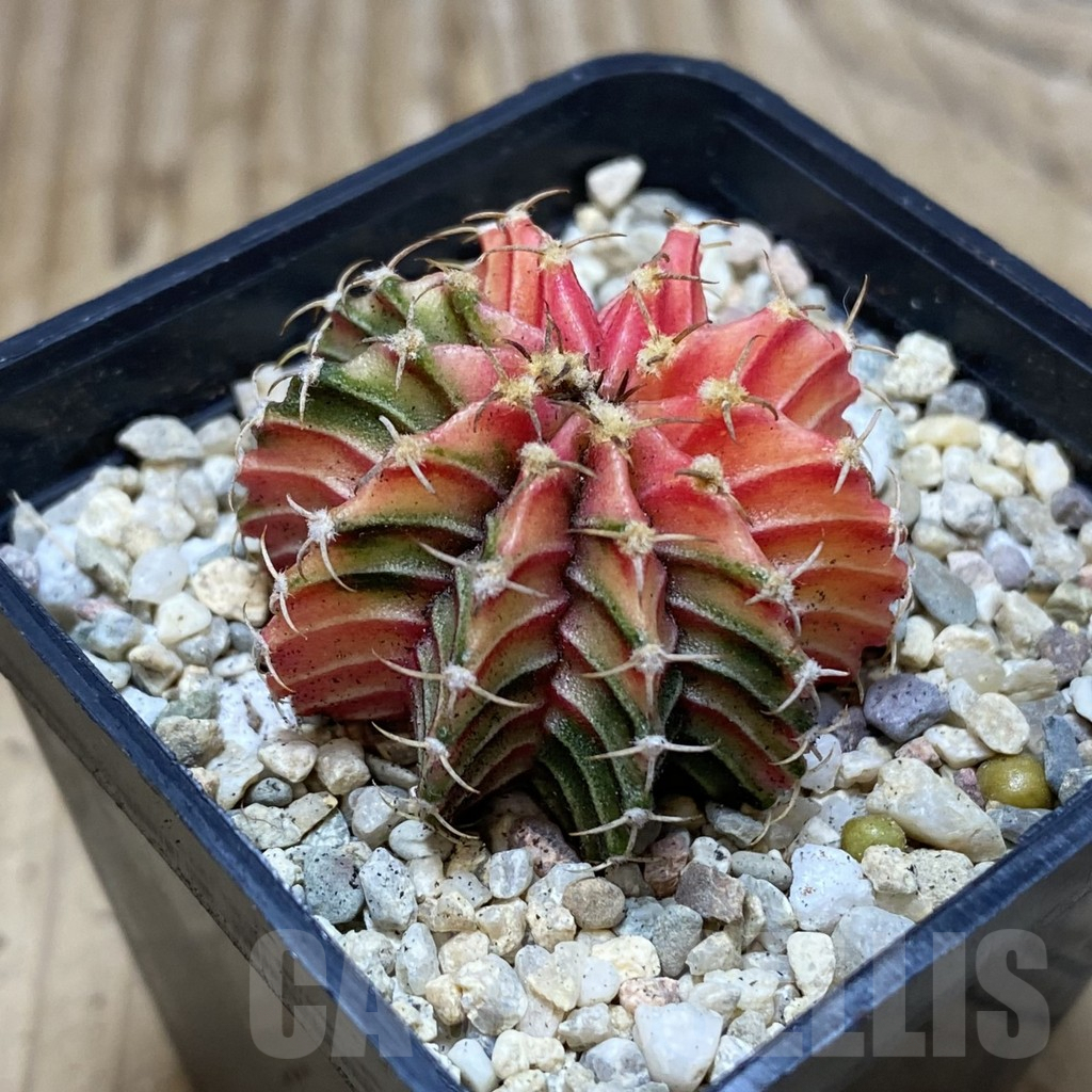 SH2670 Gymnocalycium friedrichii f. variegata, seedling - Image 2