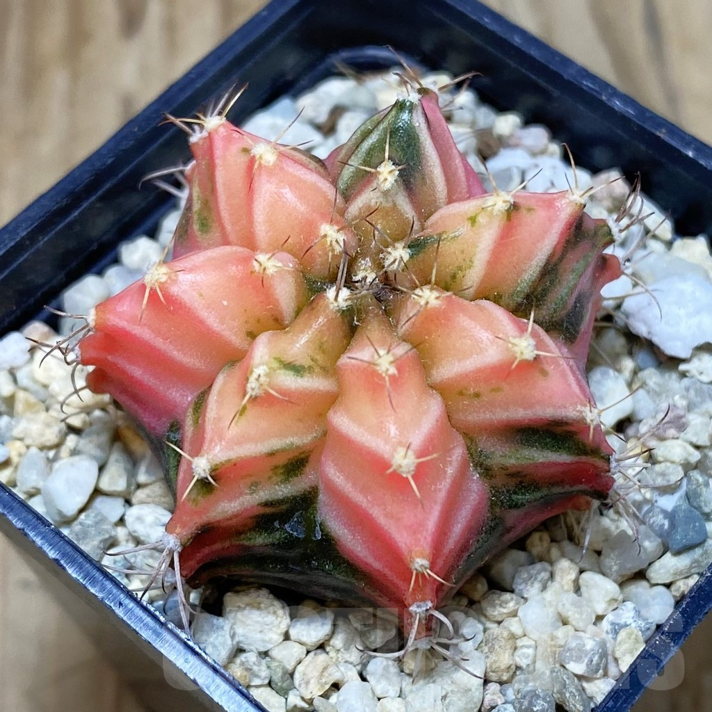 SH2672 Gymnocalycium mihanovichii f. variegata , seedling