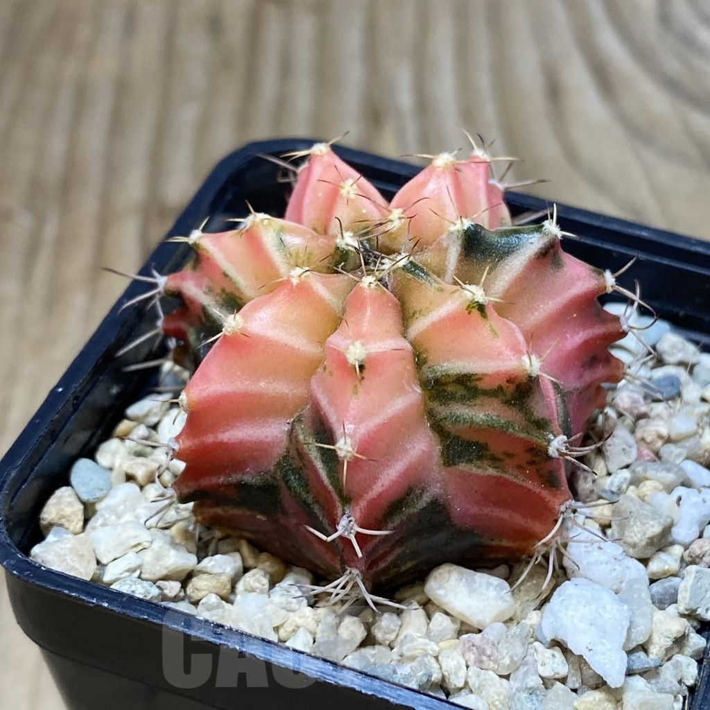 SH2672 Gymnocalycium mihanovichii f. variegata , seedling - Image 2