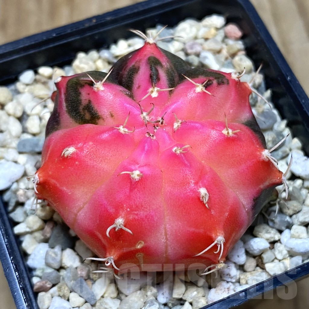 SH2673 Gymnocalycium mihanovichii f. variegata , seedling