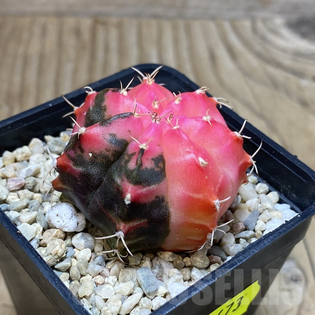 SH2673 Gymnocalycium mihanovichii f. variegata , seedling - Image 2