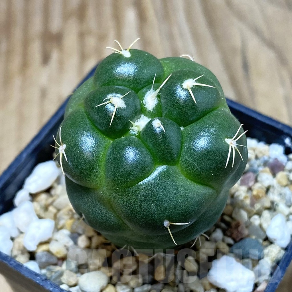 SH2619 Coryphantha elephantidens ‘inermis’ - Image 2