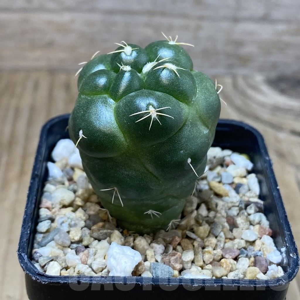 SH2619 Coryphantha elephantidens ‘inermis’ - Image 3