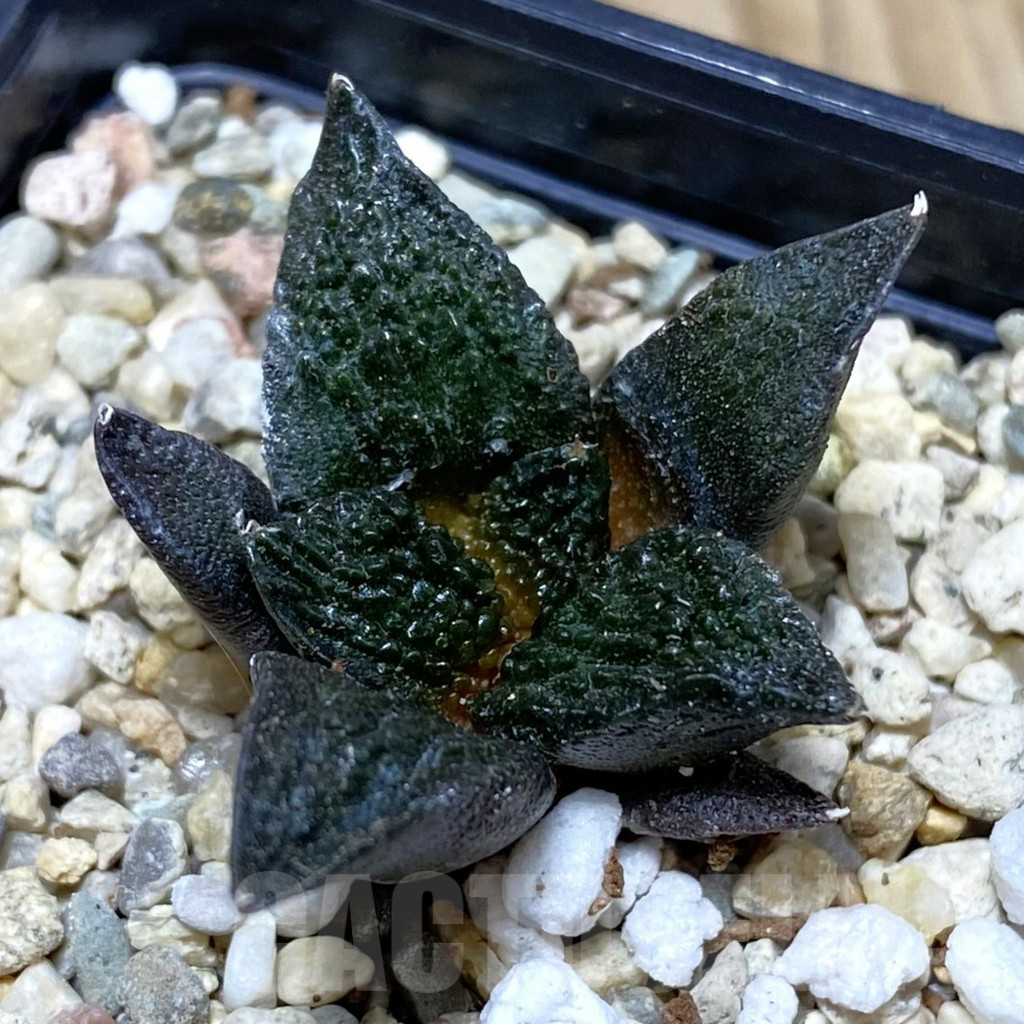 SH2622 Ariocarpus fissuratus ‘Godzilla’ hybrid, seedling