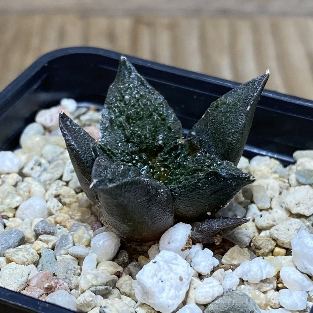 SH2622 Ariocarpus fissuratus ‘Godzilla’ hybrid, seedling - Image 2