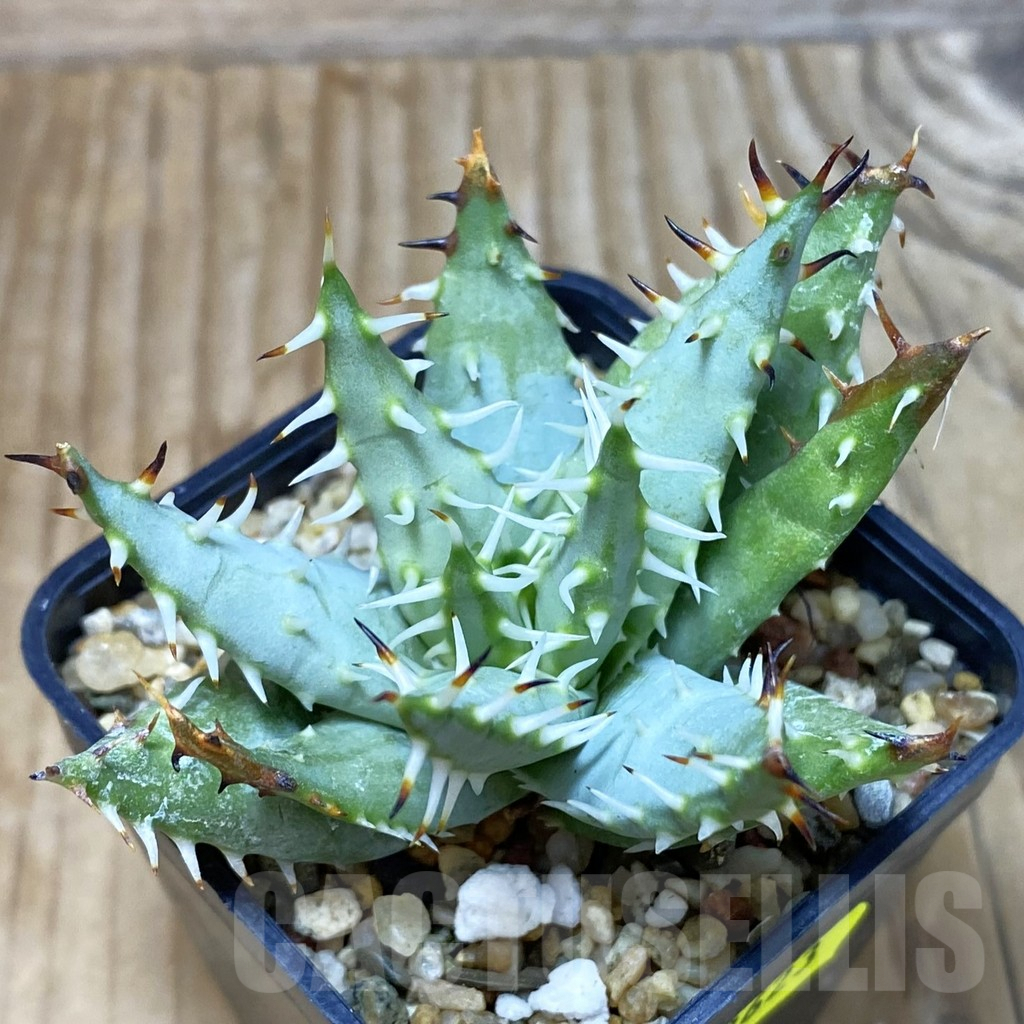 SH2623 Aloe erinacea