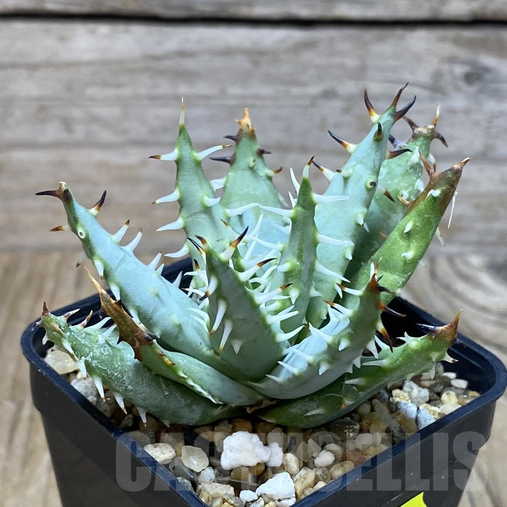SH2623 Aloe erinacea - Image 2