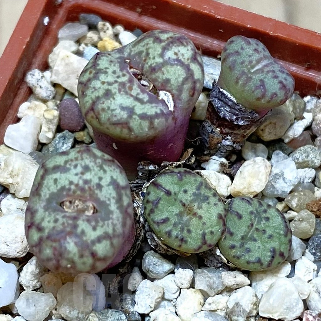 SH2627 Conophytum obcordellum, seedling