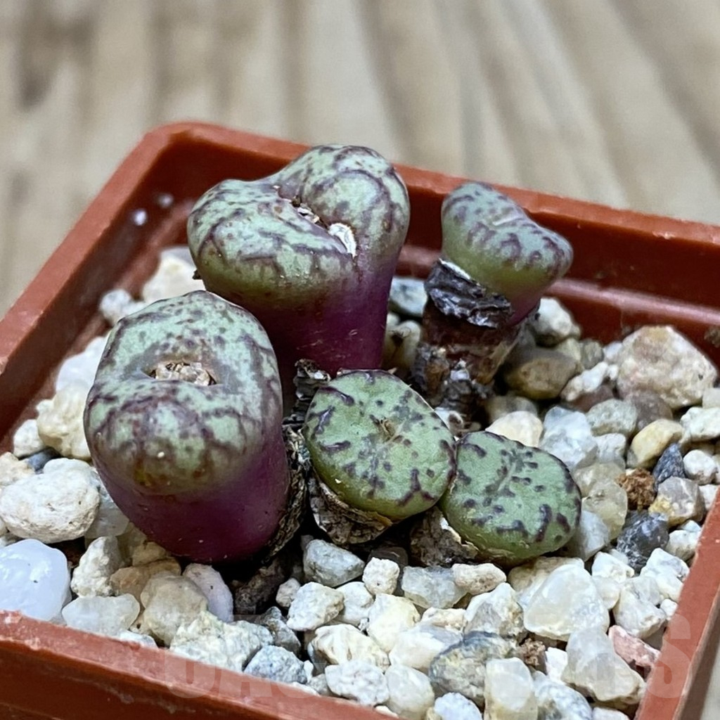 SH2627 Conophytum obcordellum, seedling - Image 2