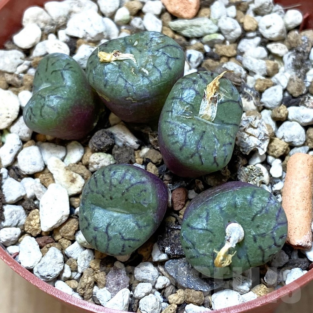 SH2629 Conophytum obcordellum