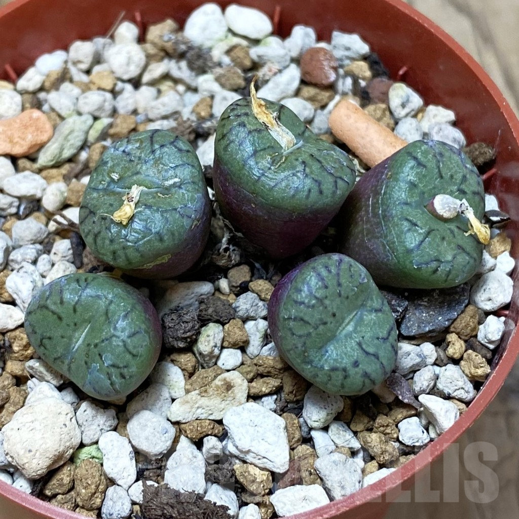 SH2629 Conophytum obcordellum - Image 2