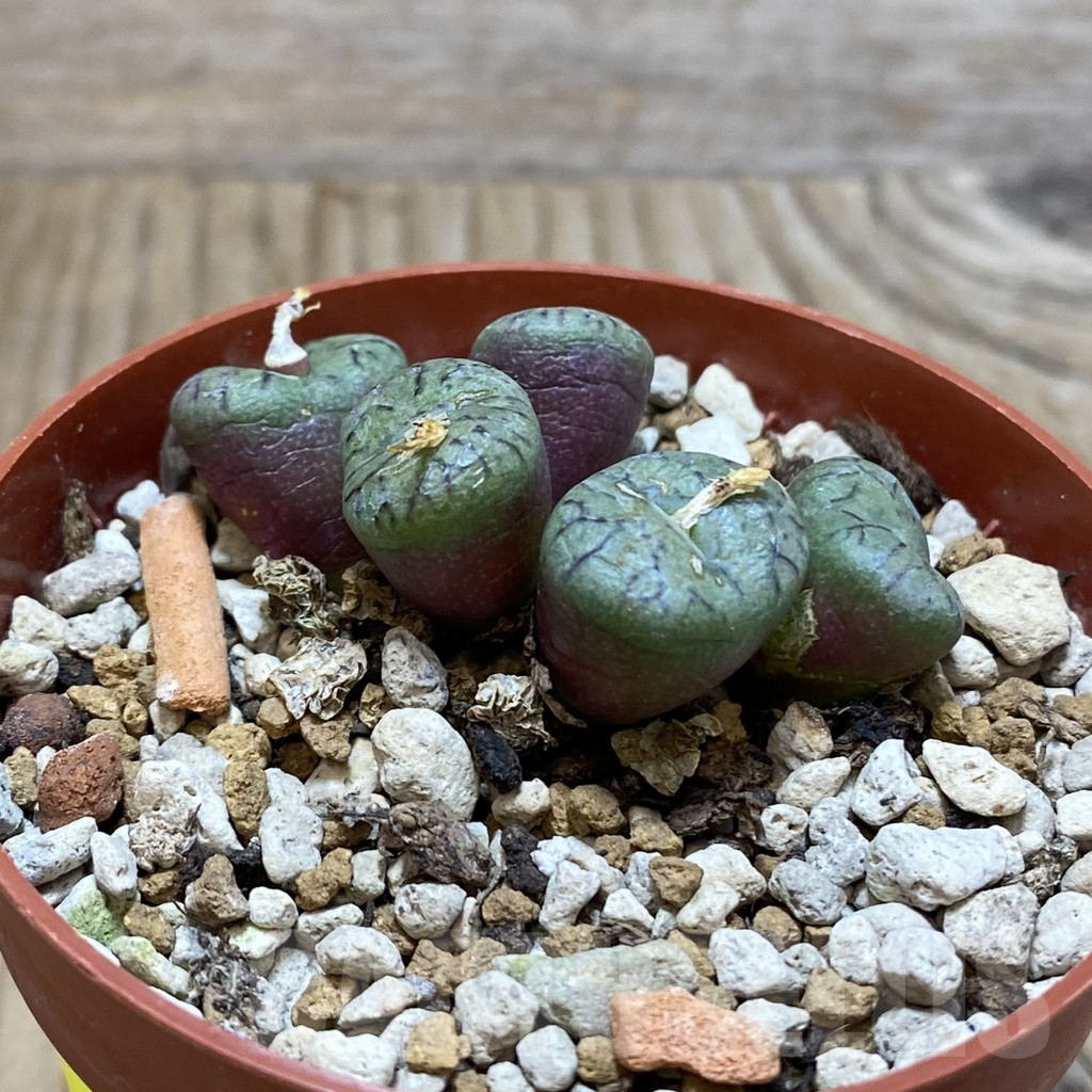 SH2629 Conophytum obcordellum - Image 3