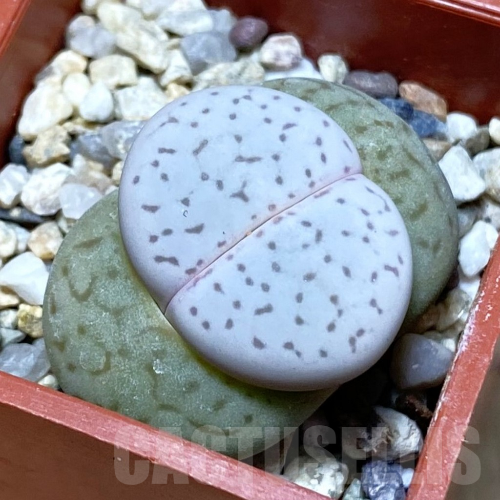 SH2631 Dinteranthus vanzylii