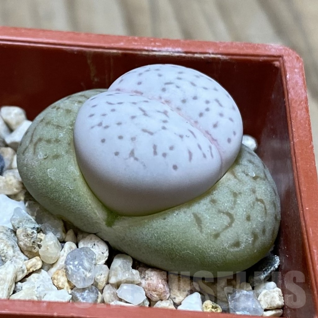 SH2631 Dinteranthus vanzylii - Image 2