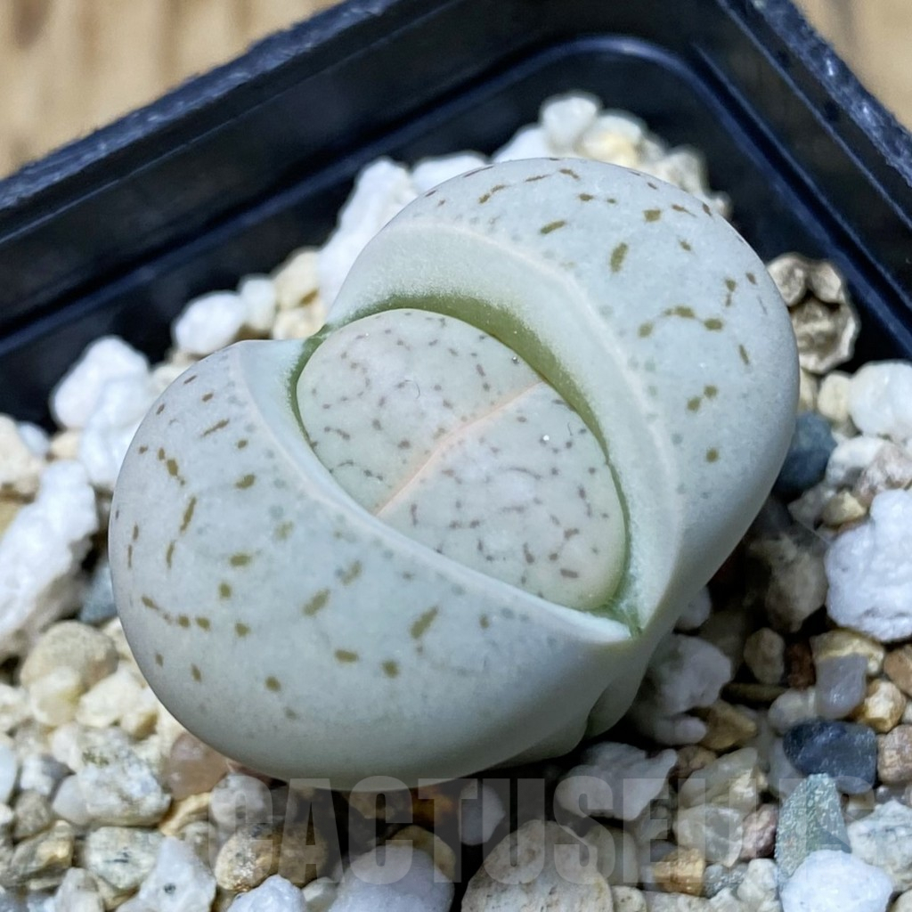 SH2634 Dinteranthus vanzylii