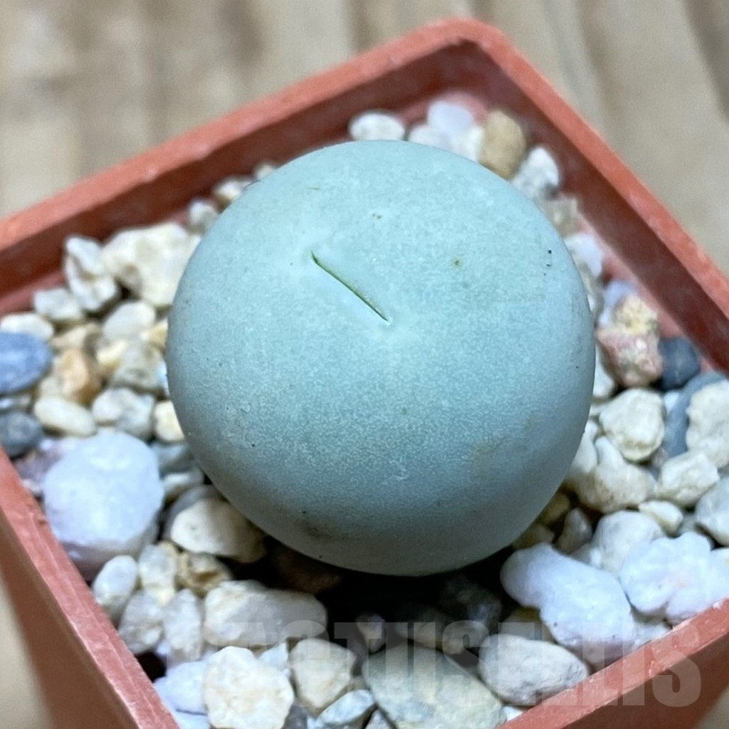 SH2635 Conophytum calculus