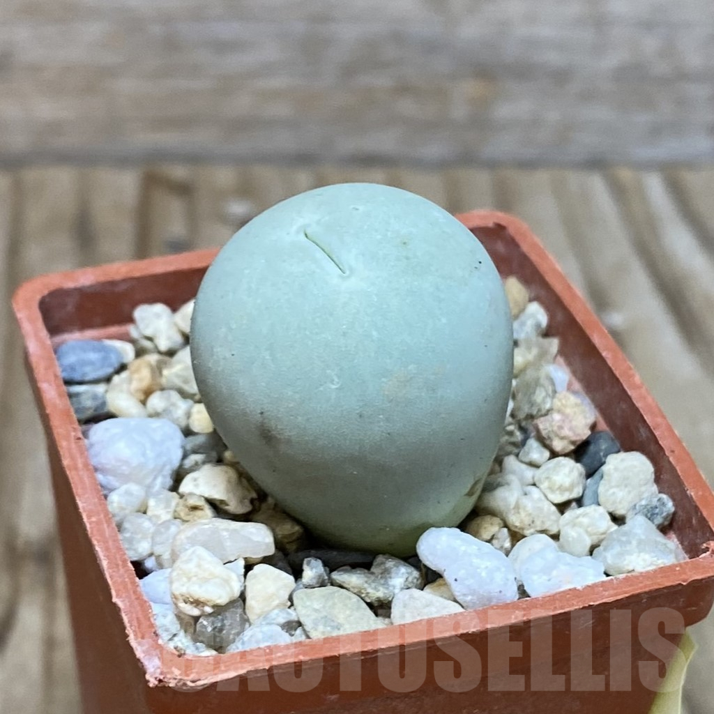 SH2635 Conophytum calculus - Image 2