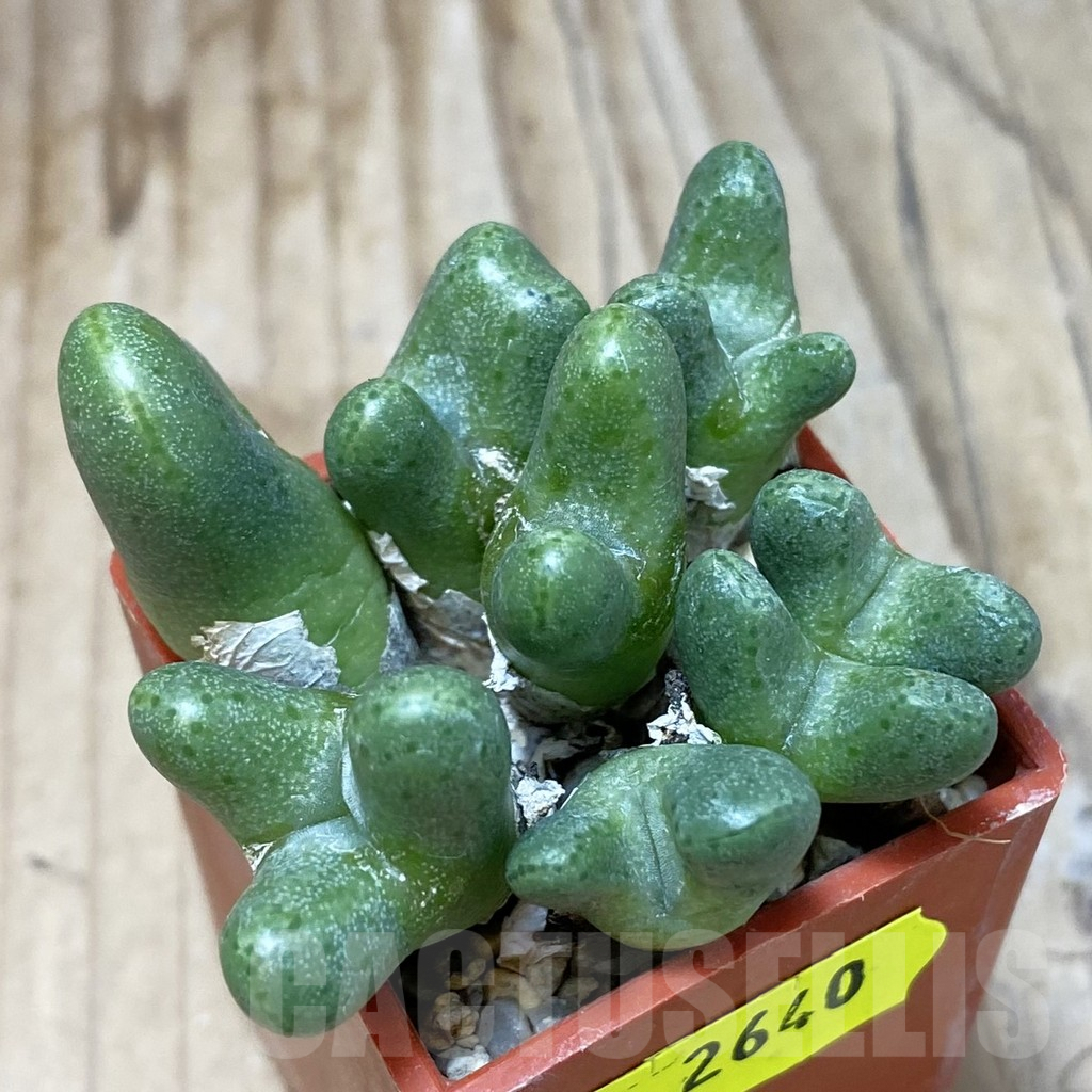 SH2640 Conophytum tantillum - Image 2