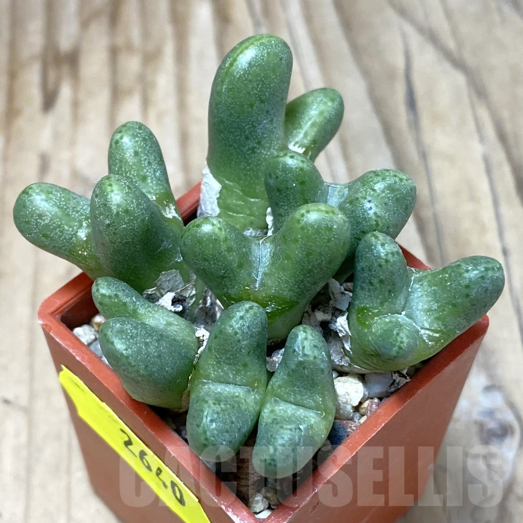 SH2640 Conophytum tantillum