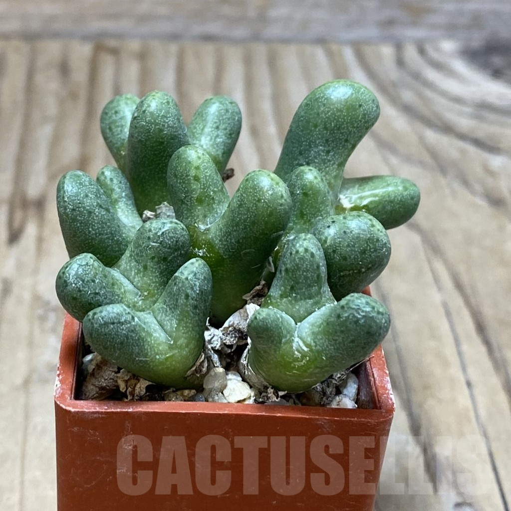 SH2640 Conophytum tantillum - Image 3