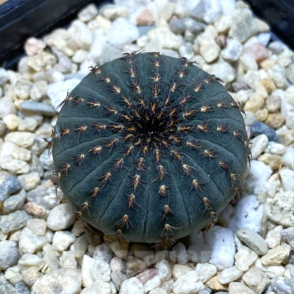 SH2641 Frailea asterioides