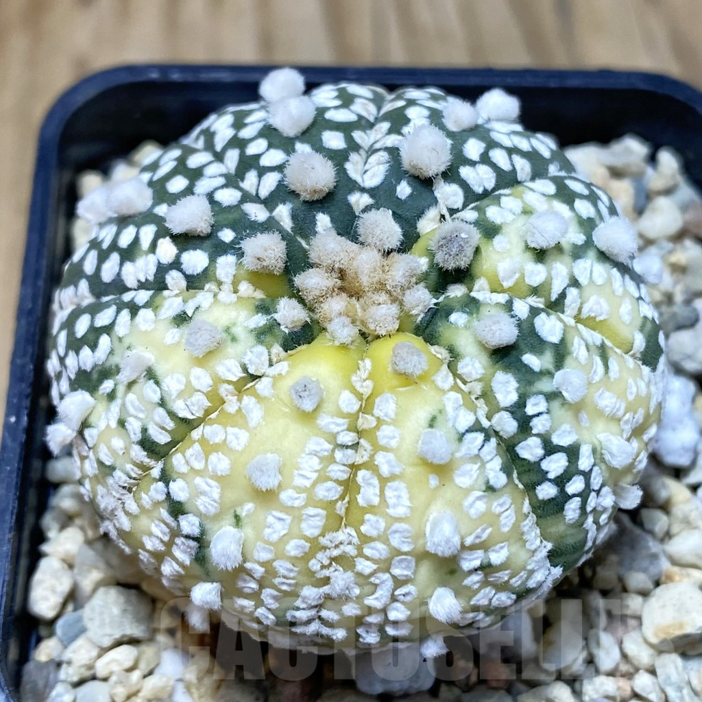 SH2642 Astrophytum asterias ‘Super Kabuto’ ‘Ooibo’ f. variegata