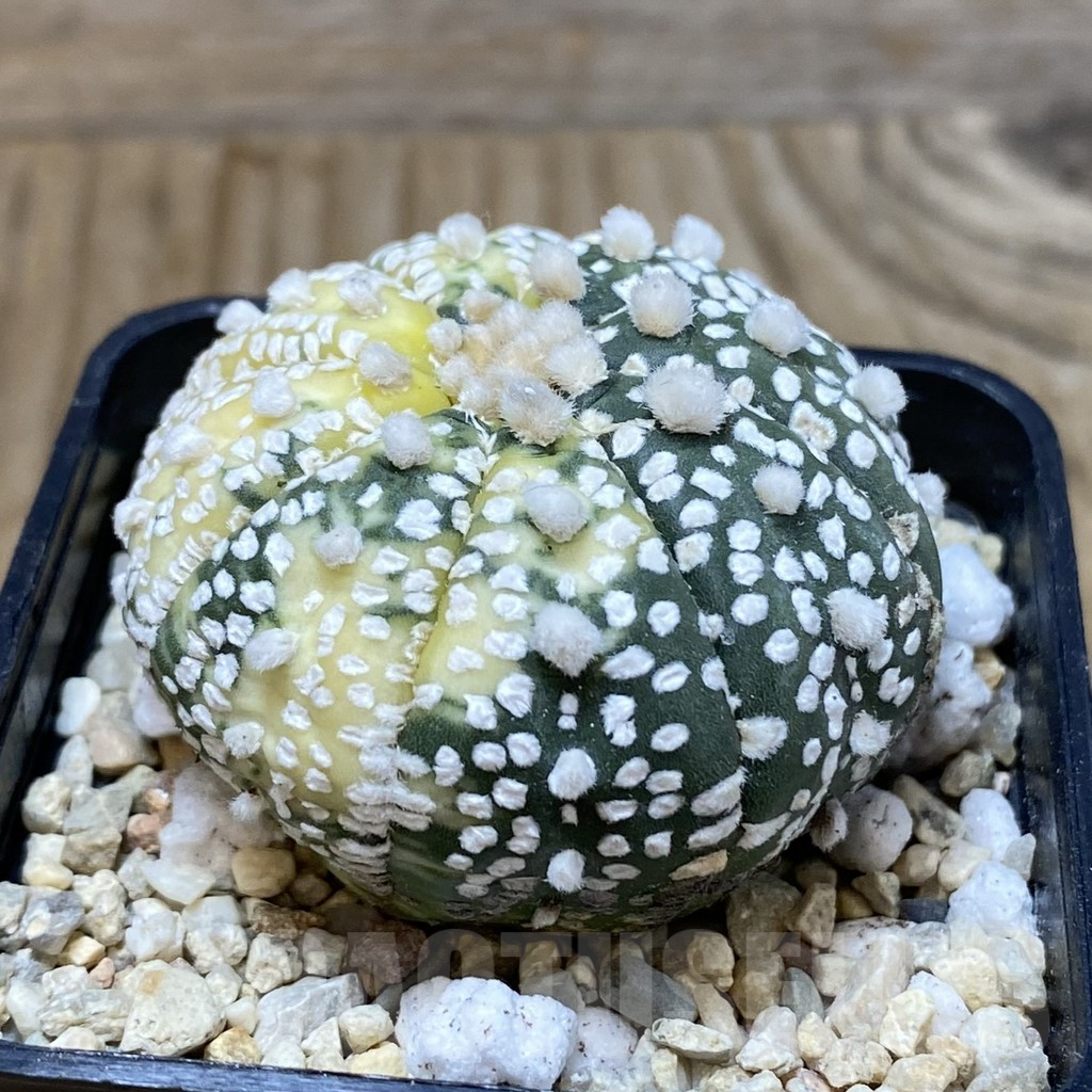 SH2642 Astrophytum asterias ‘Super Kabuto’ ‘Ooibo’ f. variegata - Image 2