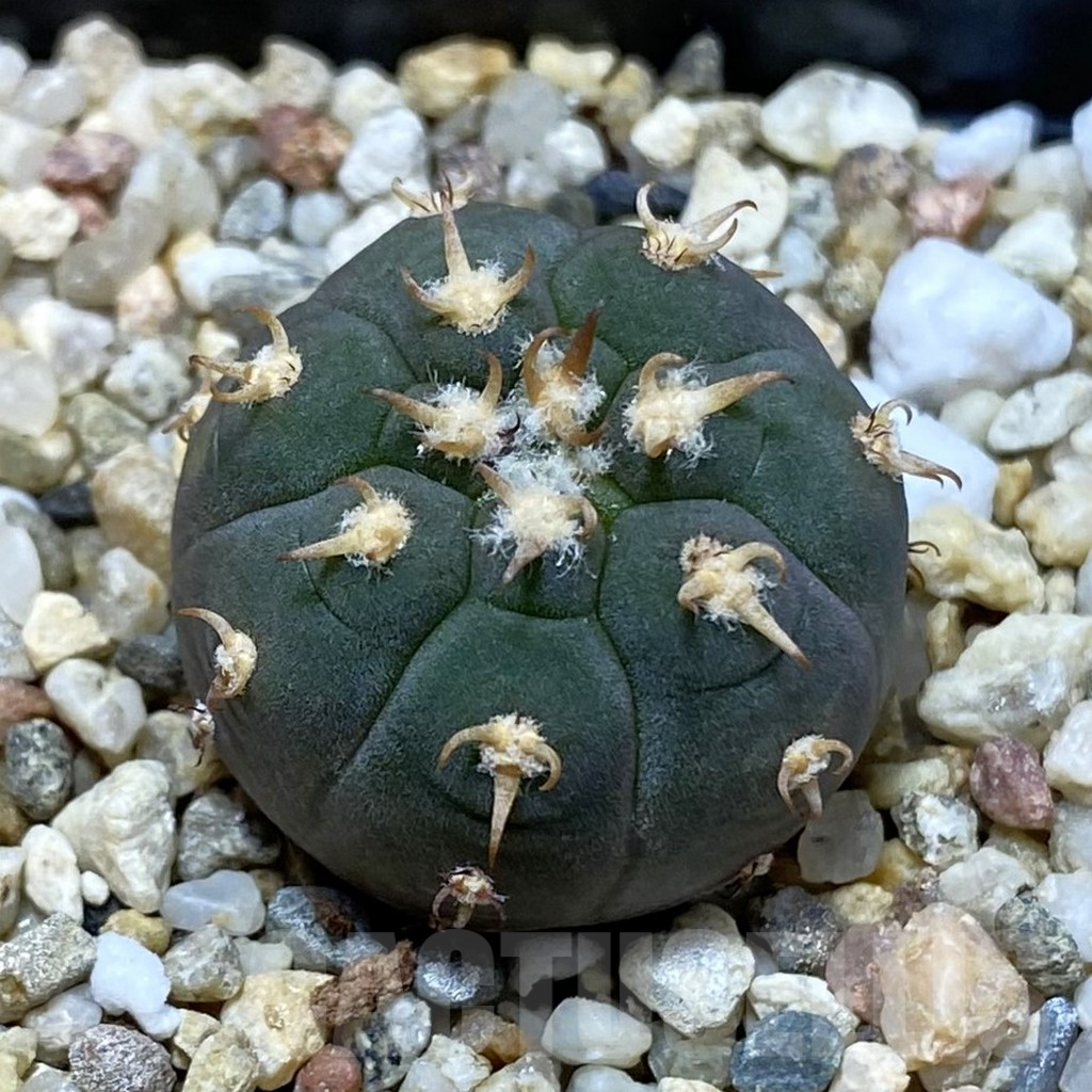 SH2838 Gymnocalycium spegazzinii v. unguispinum SL 440