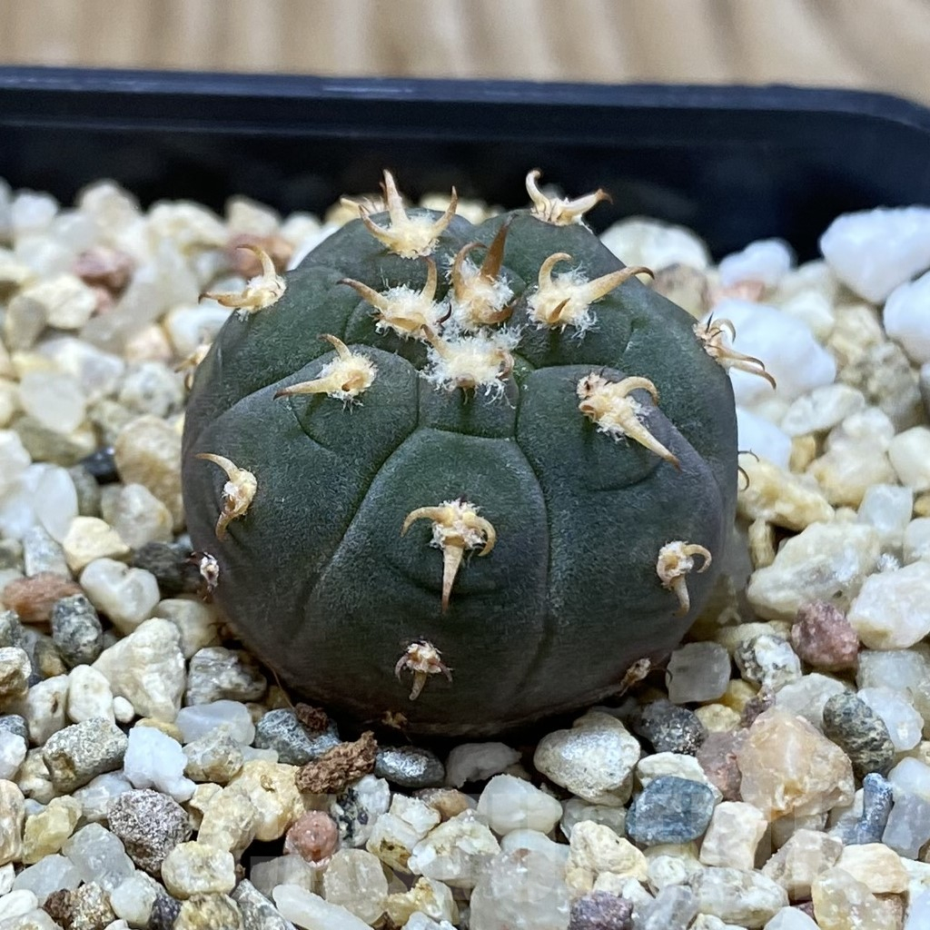 SH2838 Gymnocalycium spegazzinii v. unguispinum SL 440 - Image 2