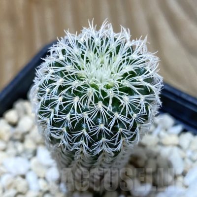 SH2839 Frailea densispina